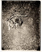 Kölner Bahnhofsratte